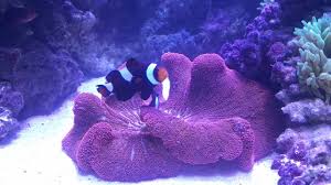 anemone tank you