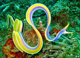 Murex Marine Life Feature Ribbon EelsMurex Dive Resorts