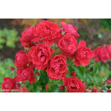 flower carpet r rose scarlet