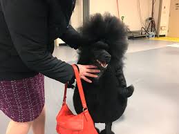 poodle perfection siba wins best in