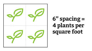 Grow Spinach In A Square Foot Garden