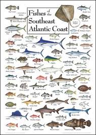Florida Saltwater Fish Species Chart Coladot