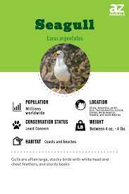 seagull bird facts larus argentatus