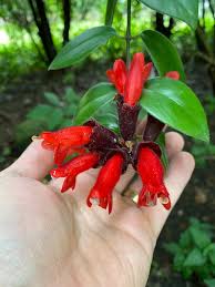 dying lipstick plant 7 expert tips for