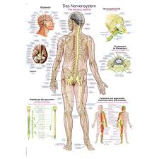 The Nervous System Educational Chart