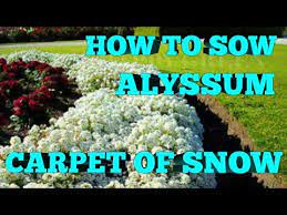 how to grow alyssum flower carpet of
