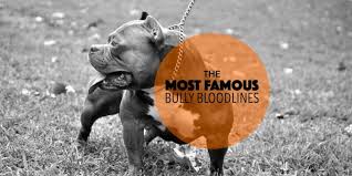The Most Famous American Bully Breeders Bloodlines