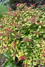 how to grow magic carpet spirea