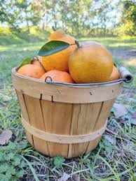 pick your own oranges citrus in florida