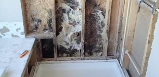 bathroom mold how to identify and get