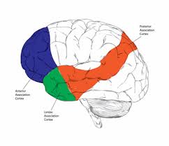 sensory cortex definition location