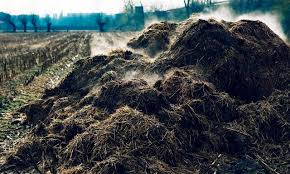 Composted And Dehydrated Cow Manure