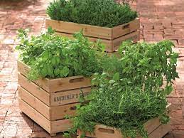 Fragrant Herb Container Combinations