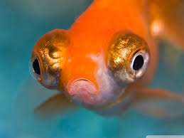 telescope goldfish aquarium ultra hd