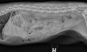 This cat is laying on its right side. Two Common Pitfalls Of Abdominal Radiographs In Dogs And Cats Medvet