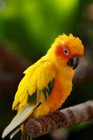 cute parrot free photo