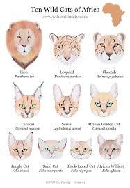 Ten Wild Cats Of Africa Chart Cats For Africa