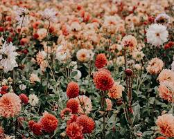 Choose from a curated selection of flower wallpapers for your mobile and desktop screens. 900 Floral Background Images Download Hd Backgrounds On Unsplash