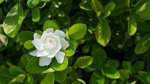 gardenia facts meaning and care