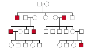 Human Pedigree Conventional Way Of Analyzing A Pedigree Chart
