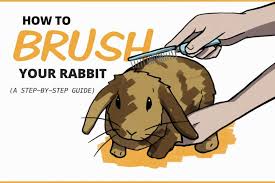 How To Brush A Rabbit A Step By Step