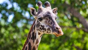 Grieving with Calgary Zoo over the demise of beloved giraffe Emara | CTV News