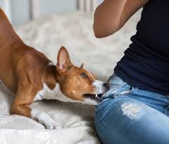 After a little while, when your pup is calmer, call them over for a calm massage with a gentle tone of voice. Our Dog Pulls On Clothing How Can We Get Him To Stop
