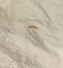 bedroom is a carpet beetle larva
