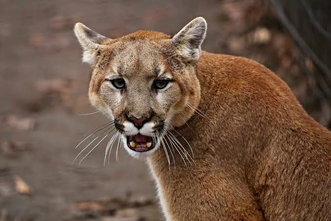 Pumas Are Helping Keep Roads Safer for Humans By Influencing Deer Populations, New Study Finds