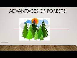 advanes of forest essay on