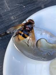 drone flies and hornet mimic hoverflies
