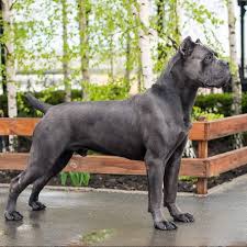 We specialize in quality cane corso imports, cane corso puppies, cane corso temperament, cane corso black, cane corso blue grey, cane corso mastiff, breeders Cane Corso Puppies For Sale Texas