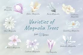 magnolia trees and shrubs