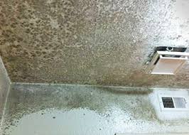 bathroom ceiling mold cleans