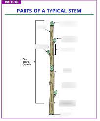 parts of a typical stem diagram