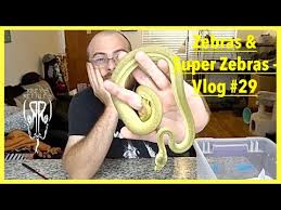 zebras super zebras vlog 29 you