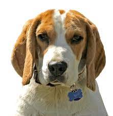 The english foxhound is one of the four foxhound breeds of dog. Foxhound Puppies For Sale Adoptapet Com