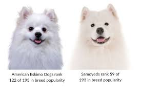 American Eskimo Dog Vs Samoyed How To Tell The Difference