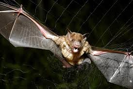 watch bats in alabama