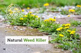 Natural Weed Get Rid Of Weeds