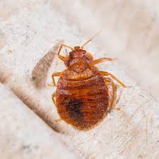 Why Bed Bug Inspections Treatments