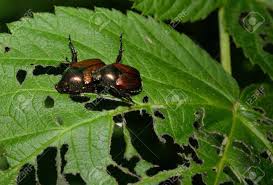 Japanese beetles ile ilgili gÃ¶rsel sonucu