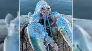 Blue Lobster | Know Your Meme