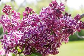 It requires full sun and moderate water to grow. 18 Lilac Varieties Hgtv