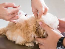 Dog Vaccinations What Vacinations Does Your Dog Need
