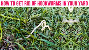 your yard soil treatment for hookworm