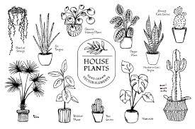 Hand Drawn House Plant Ilations