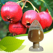 Chinese Hawthorn Berry Leaf Extract Powder 5% Flavone - China Hawthorn Berry  Extract, Hawthorn Leaf Extract | Made-in-China.com