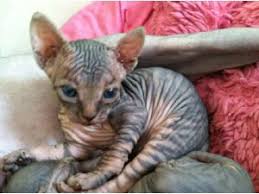A sphynx of rare color, from champion lines or one with breeding rights, will be priced at $4500 to $10000. Tabby Sphynx Ch Munchkin For Stud Cat Breeds Hairless Cat Cute Animals