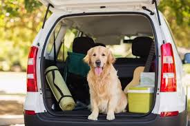 how to get rid of dog smell in car